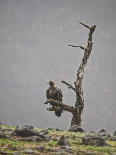 istock Golden eagle, Aquila chrysaetos 1206739867
