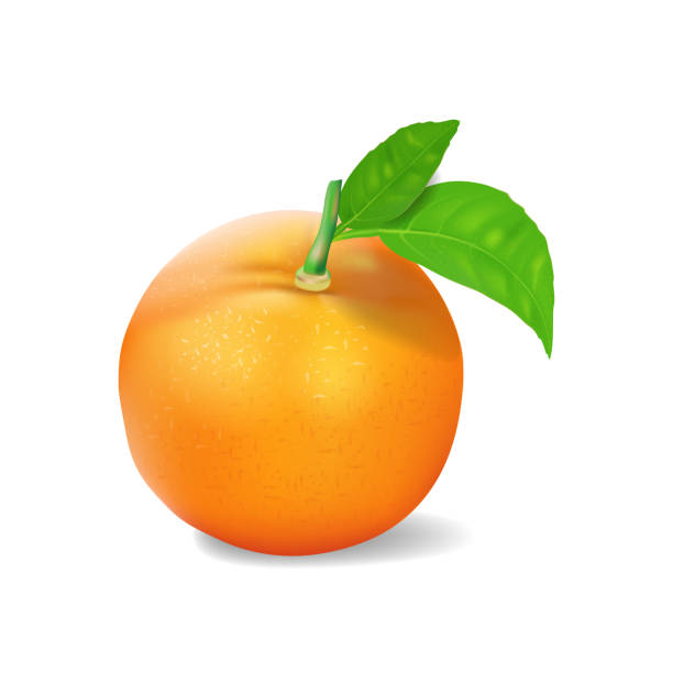 istock Orange fruit with leaves isolated on background. Vector illustration in realistic style. 1206741925