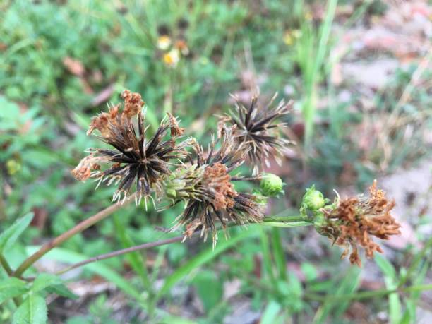 istock Dried flowers in the garden 1206741957