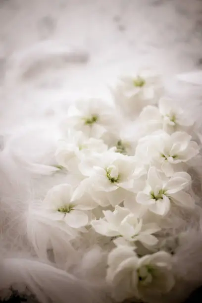 Photo of White flowers and soft feathers