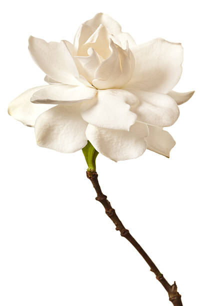 istock White Gardenia Blossom Isolated 120674264