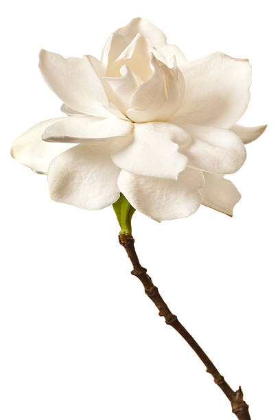 White Gardenia Blossom Isolated stock photo
