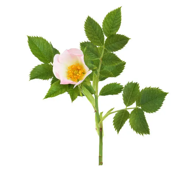 Photo of Wild Rose