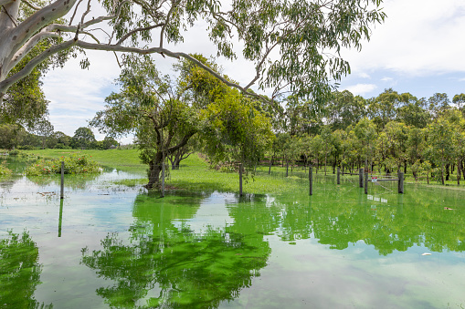 Flooding near Lismore, NSW