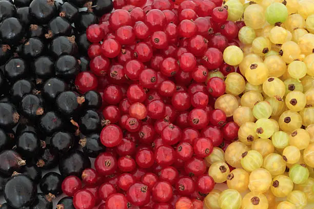 Blackcurrant, redcurrant and whitecurrant fruit forming a background.