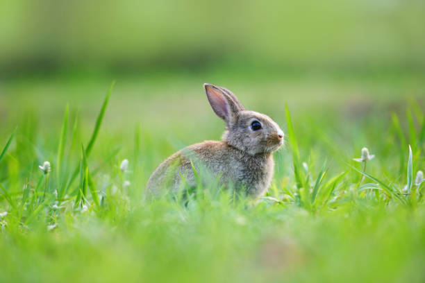 istock Easter bunny with brown rabbit on meadow and spring green grass background outdoor decorated for festival easter day - rabbit cute on nature 1206744932