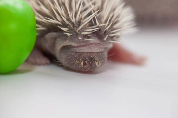 Hedgehog, (Scientific name: Erinaceus europaeus) European hedgehog on hands in the natural garden habitat.