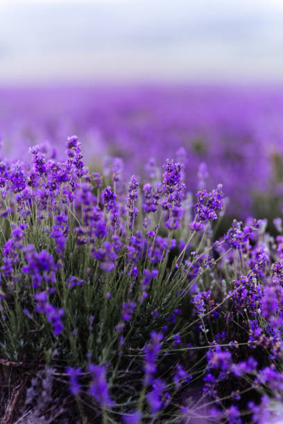 istock Lavender bushes closeup on sunset. 1206749027