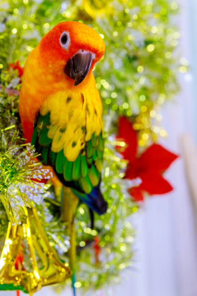 istock Live bird sun conure sitting on christms tree ornament. 1206750857