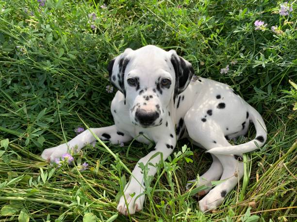 istock Dalmatian Puppy Love 1206751945