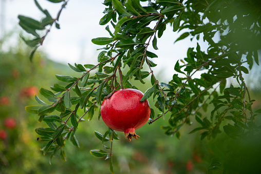 Ripe pomegranates hanging on tree