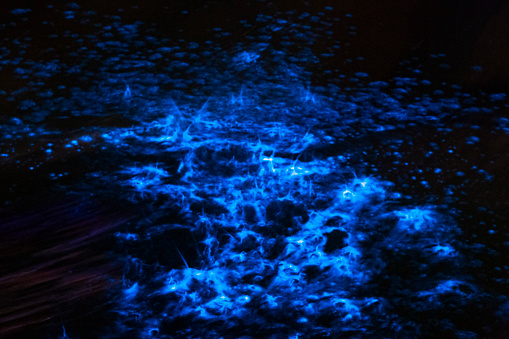 bioluminescence in ocean tide at night when the best time toveiw it. The organism is so small thousands can fit in a single drop of water