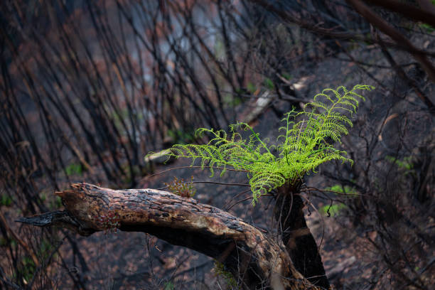 istock A tree fern bright green in burnt ground after bush fires 1206753457