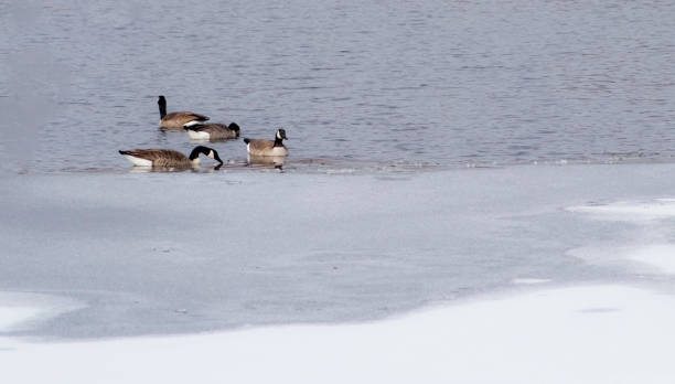 istock Geese in frozen water 1206753775