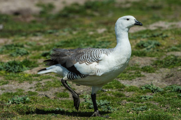 The upland goose or Magellan goose (Chloephaga picta) is a sheldgoose of the shelduck-sheldgoose subfamily of the Anatidae, the biological family that includes the ducks and most duck-like waterfowl such as the geese and swans. This bird is indigenous to the southern part of South America.[ upland goose (chloephaga picta) es un miembro sudamericano de la familia de gansos anatidae. está en la subfamilia tadorninae. los machos tienen la cabeza y el pecho blancos, mientras que las hembras son marrones con alas de rayas negras y tarifa amarilla
