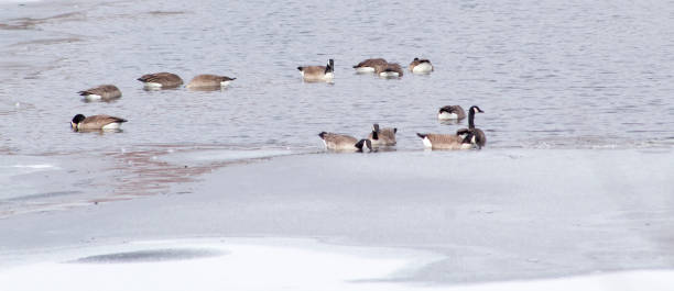 istock Flock of geese in water 1206754031