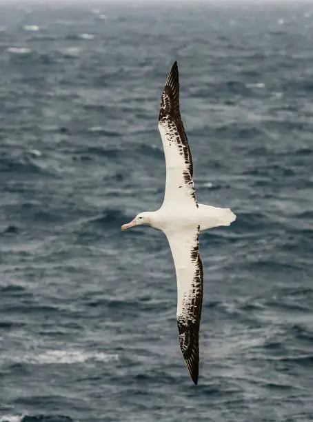 Wandering Albatross flying over open water, Diomedea exulans, is a large seabird from the family Diomedeidae which has a circumpolar range in the Southern Ocean. The Wandering Albatross has the largest wingspan of any living bird, with the average wingspan being 3.1 metres (10.2 ft). At sea near Falkland Islands. The wandering albatross, snowy albatross, white-winged albatross or goonie (Diomedea exulans) is a large seabird from the family Diomedeidae, which has a circumpolar range in the Southern Ocean.  	Procellariiformes, Diomedeidae.