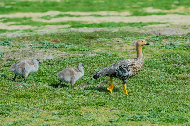 The upland goose or Magellan goose (Chloephaga picta) is a sheldgoose of the shelduck-sheldgoose subfamily of the Anatidae, the biological family that includes the ducks and most duck-like waterfowl such as the geese and swans. This bird is indigenous to the southern part of South America.[ upland goose (chloephaga picta) es un miembro sudamericano de la familia de gansos anatidae. está en la subfamilia tadorninae. los machos tienen la cabeza y el pecho blancos, mientras que las hembras son marrones con alas de rayas negras y tarifa amarilla
