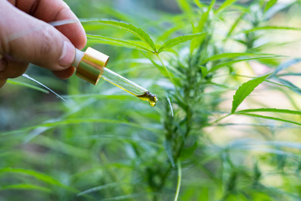istock Hand holding a dropper Cannabis oil at blurred background 1206754104