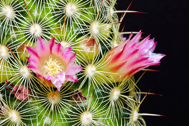 pink and yellow ladyfinger cacus flowers against a black background - cacus imagens e fotografias de stock