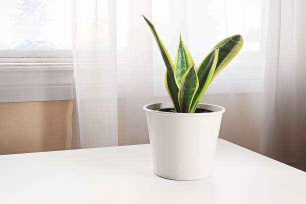 A snake plant on a table beside a window A snake plant on a table beside a window. sanseveria trifasciata photos stock pictures, royalty-free photos & images