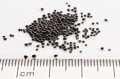 Tiny black lithops seeds against a ruler.
