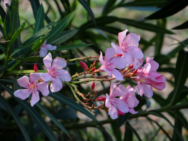 istock THE PALE PINK FLOWERS 1206757095
