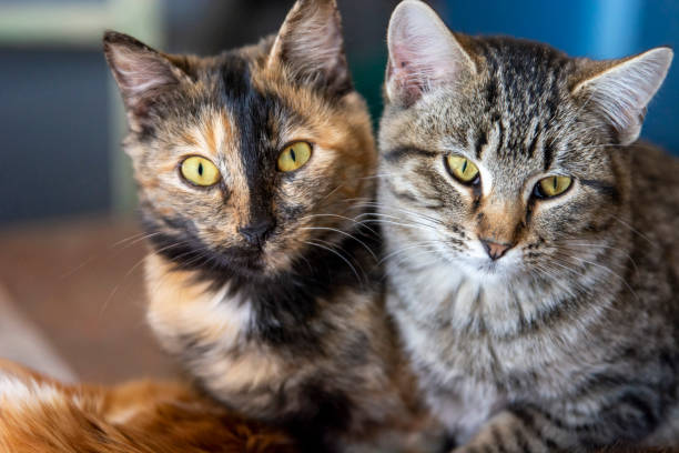 istock Tortoiseshell and Gray Tabby Kittens Gold Eyes 1206758086