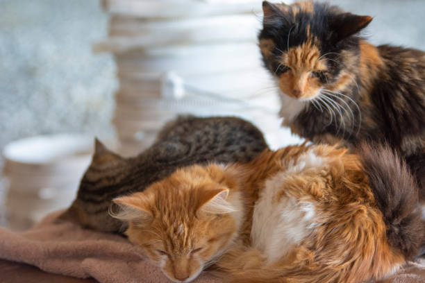 istock Three Sleeping Kittens Kitties Orange Tabby Calico 1206758106