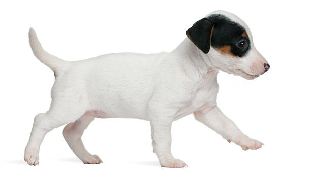 istock Profile of Jack Russell Terrier puppy, walking, white background 120676057