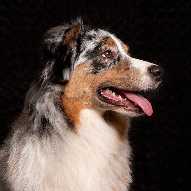 istock Australian Shepherd dog, 10 months old, black background. 120676079