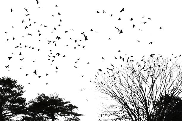 istock Silhouette of flying birds and tree isolated on white background. 1206761678