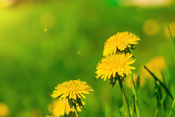 istock many yellow dandelions in the field 1206762281