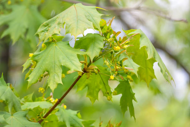 istock Maple branch with fresh green leaves 1206763702