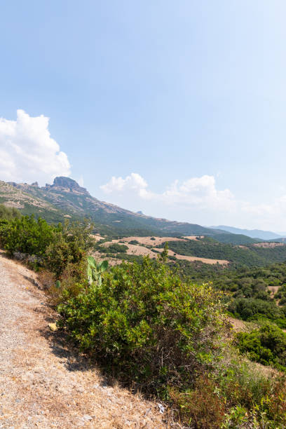 istock Road in Sardinia through mountains and olive grove 1206764502