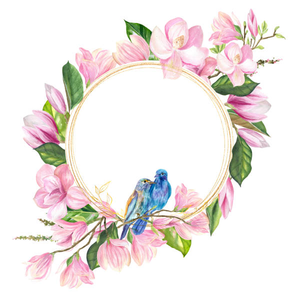 finished image of a wreath of pink Magnolia flowers and blue birds on a white background, watercolor, there is a place for your signature finished image of a wreath of pink Magnolia flowers and blue birds on a white background, watercolor, there is a place for your signature magnolia white flower large stock illustrations