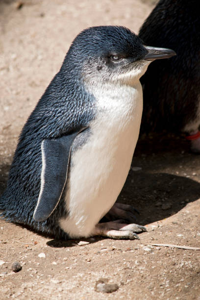 istock this is a side view of a fairy penguin 1206767363