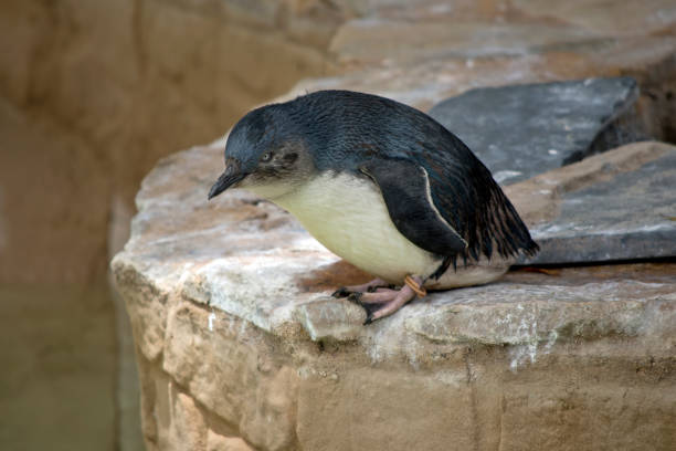 istock the fairy penguin is walking down a step 1206767453