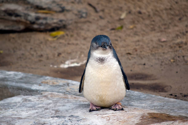 фея пингвин отдыхает - fairy penguin стоковые фото и изображения