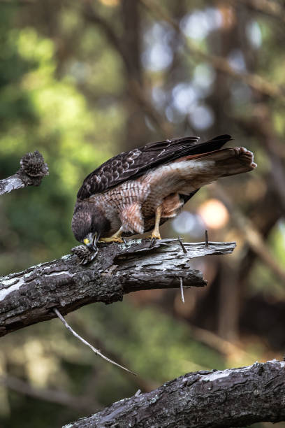 istock Red Tailed Hawk Cleaning Beak on Tree After Finishing Meal Prey - Raptor Hunter 1206767624