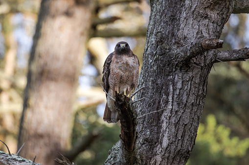 Red tailed hawk raptor perched on tree looking straight into camera while hunting. Looking for prey in Presidio, San Francisco. Staring Contest. Horizontal