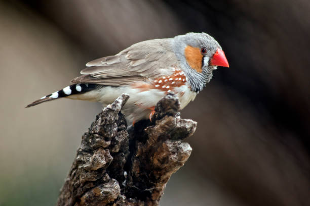the zebra finch is resting on a log the zebra finch is perched on a log zebra finch stock pictures, royalty-free photos & images