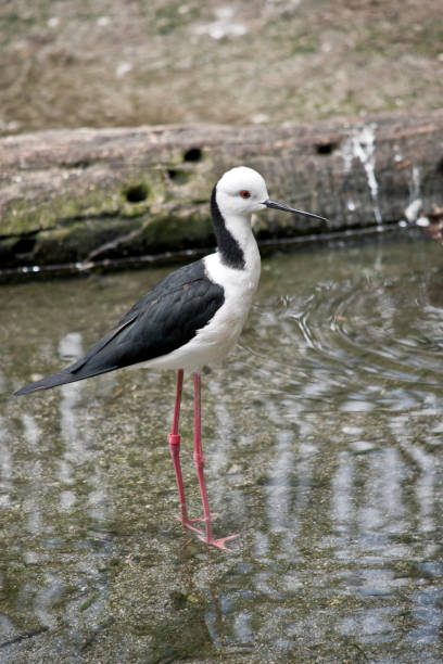 istock the black winged stilt is walking in water 1206768609