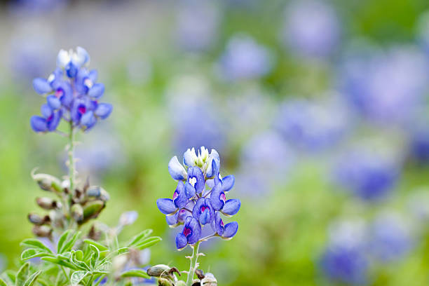 istock Texas Bluebonnet against a field of bluebonnets 120676870