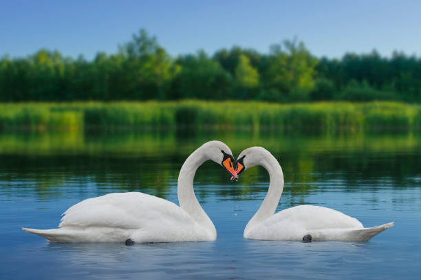 istock Simple landscape of lake with shore reflection 1206768759