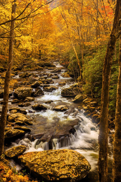 istock Autumn in the Smokies 1206769493