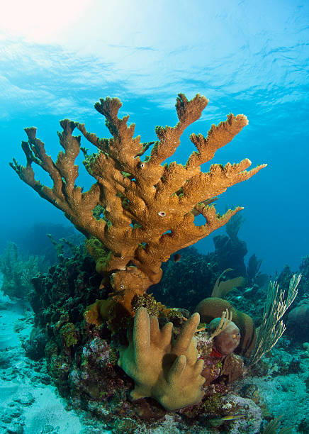 coral reef - acropora palmata stockfoto's en -beelden