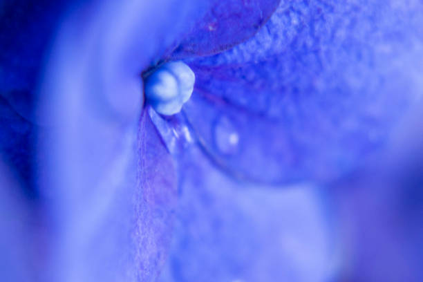 istock Close up photography of blue hydrangea flower 1206773426