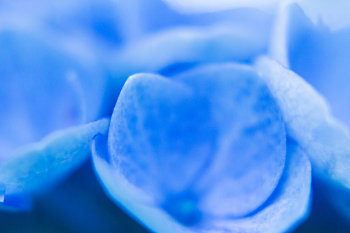 Close up photography of blue hydrangea flower, soft focus