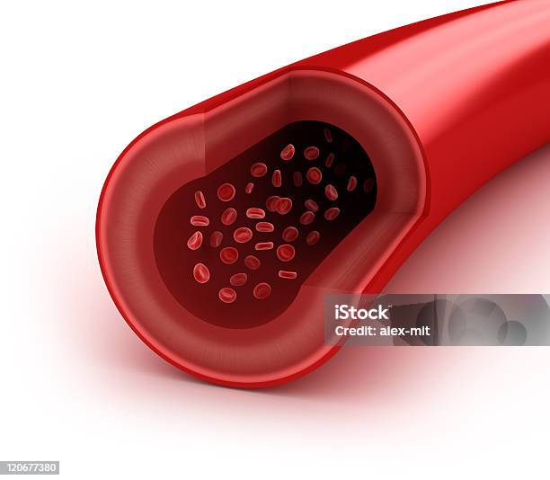血管スライスのマクロ Erythrocytes - 断面のストックフォトや画像を多数ご用意 - 断面, 3D, イラストレーション